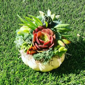 San Diego Mini Pumpculents,Mini Pumpculents