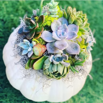 Pumpkin-Succulent-Garden