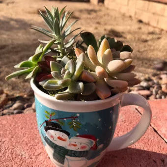 Succulent Plants with Holiday Mug
